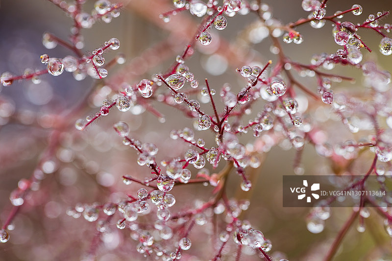 黄栌树上的雨滴图片素材