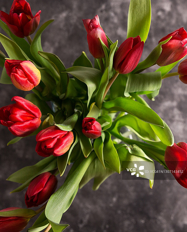 深色背景下的郁金香图片素材