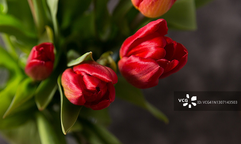 深色背景下的郁金香图片素材