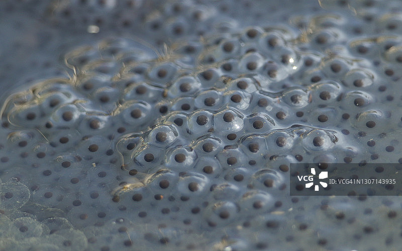 溪流中的一团普通青蛙卵图片素材