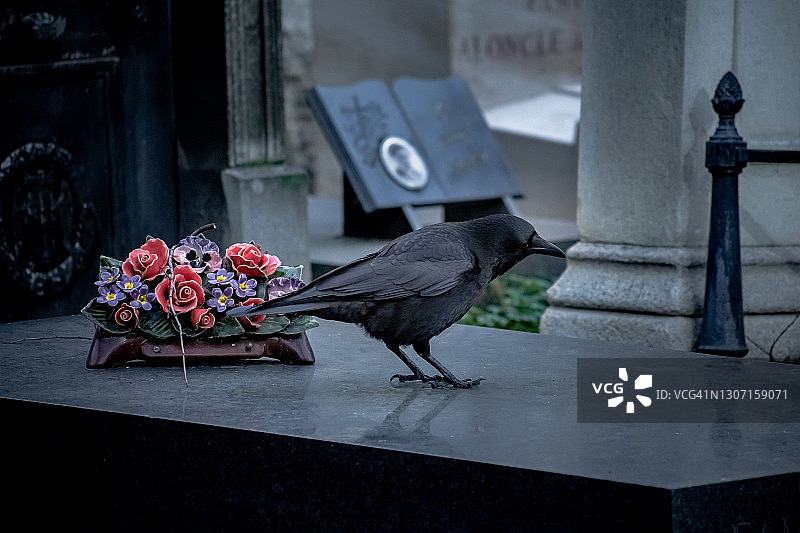 乌鸦在墓碑上图片素材