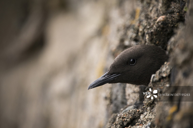岩石背景下的黑海鸠鸟头部特写图片素材