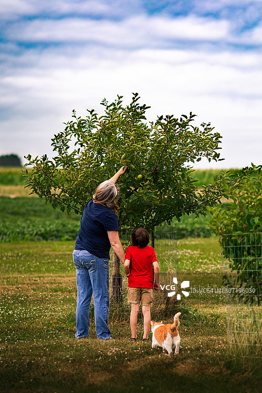 母子在农场里从苹果树上摘苹果图片素材