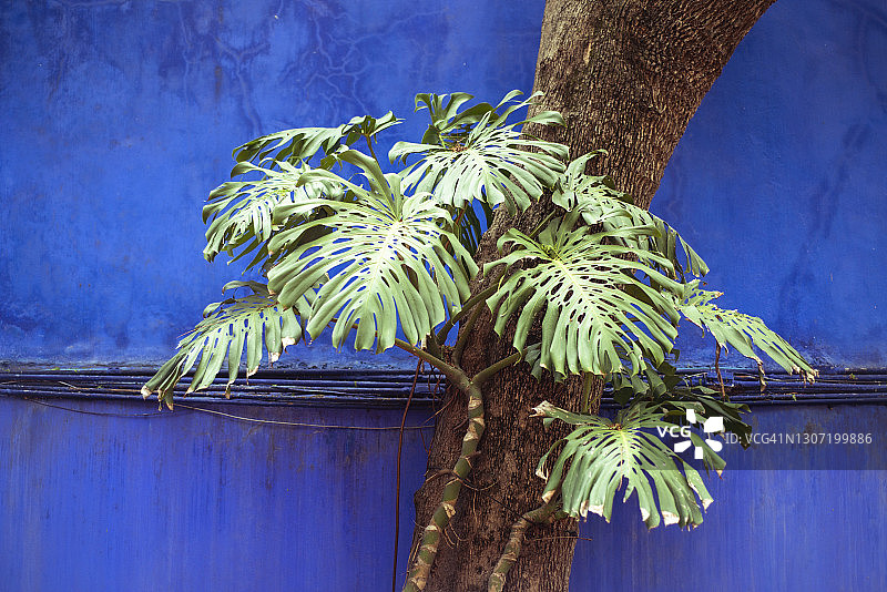 墨西哥街道蓝色墙壁上的绿色夏季植物图片素材