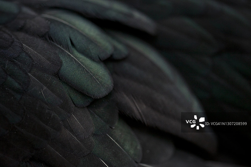 黑色羽毛图片素材