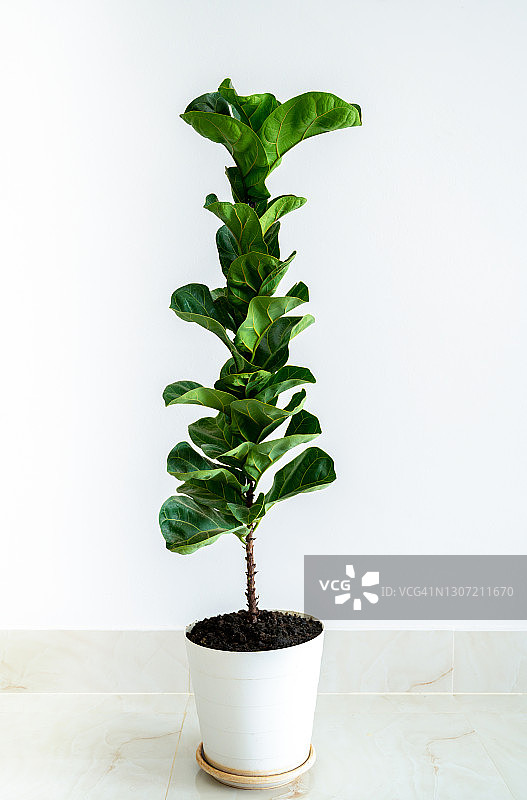 白墙房间里的琴叶榕柚木榕树图片素材