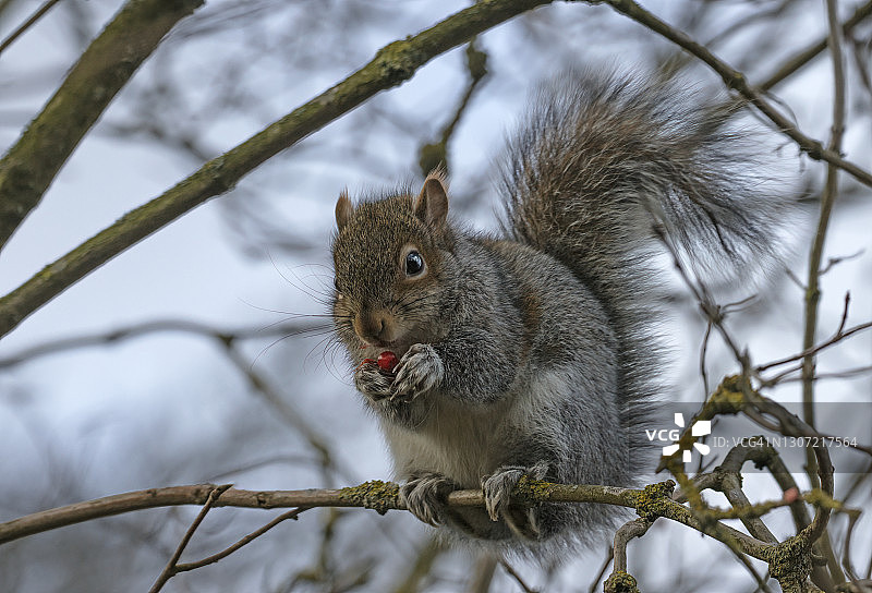 灰色的松鼠图片素材
