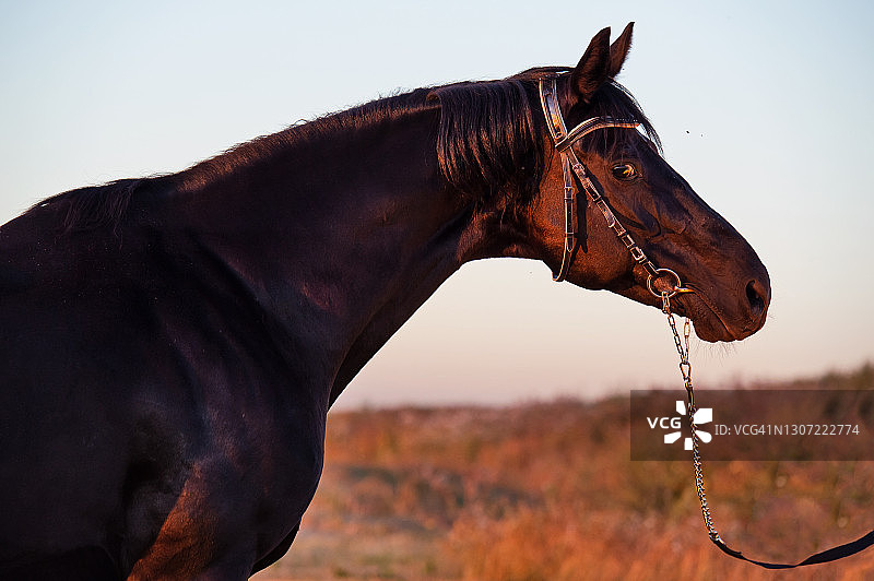 在田野里摆姿势的美丽的黑色运动型特雷克纳种马肖像，日落图片素材