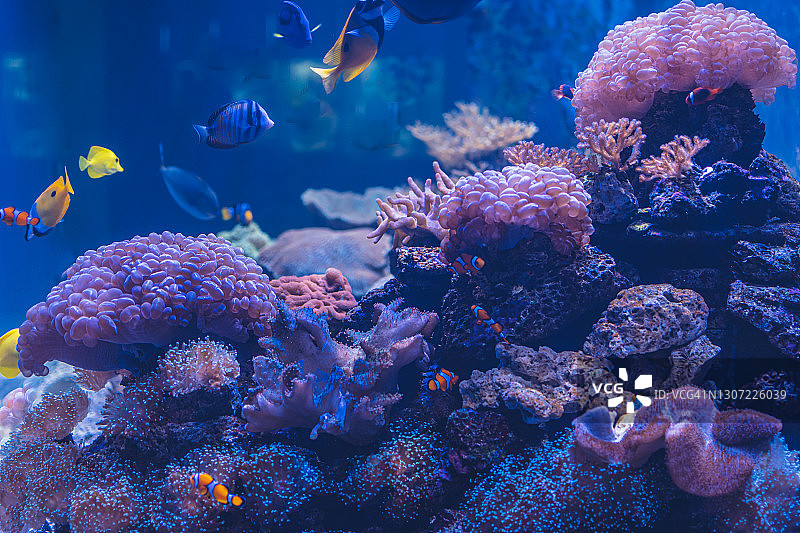 泰国安达曼海珊瑚与鱼类特写图片素材
