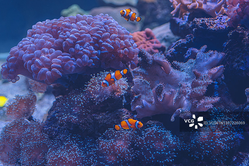 泰国安达曼海珊瑚与鱼类特写图片素材