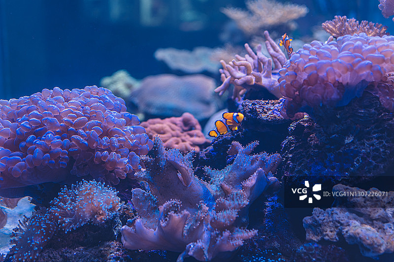 泰国安达曼海珊瑚与鱼类特写图片素材