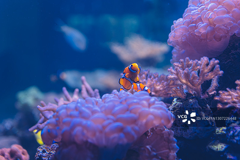 泰国安达曼海珊瑚与鱼类特写图片素材