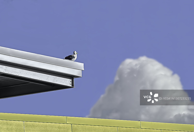 海鸥与云朵图片素材