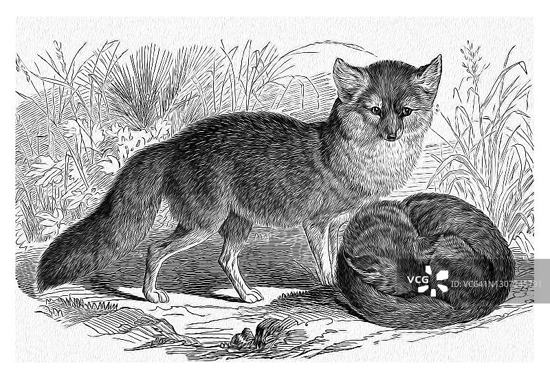 灰狐（Urocyon cinereoargenteus）的古老雕刻插图图片素材