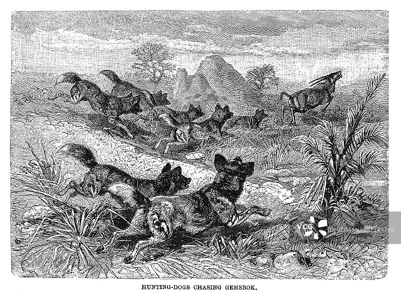 猎犬追逐长角羚老式雕刻插图图片素材