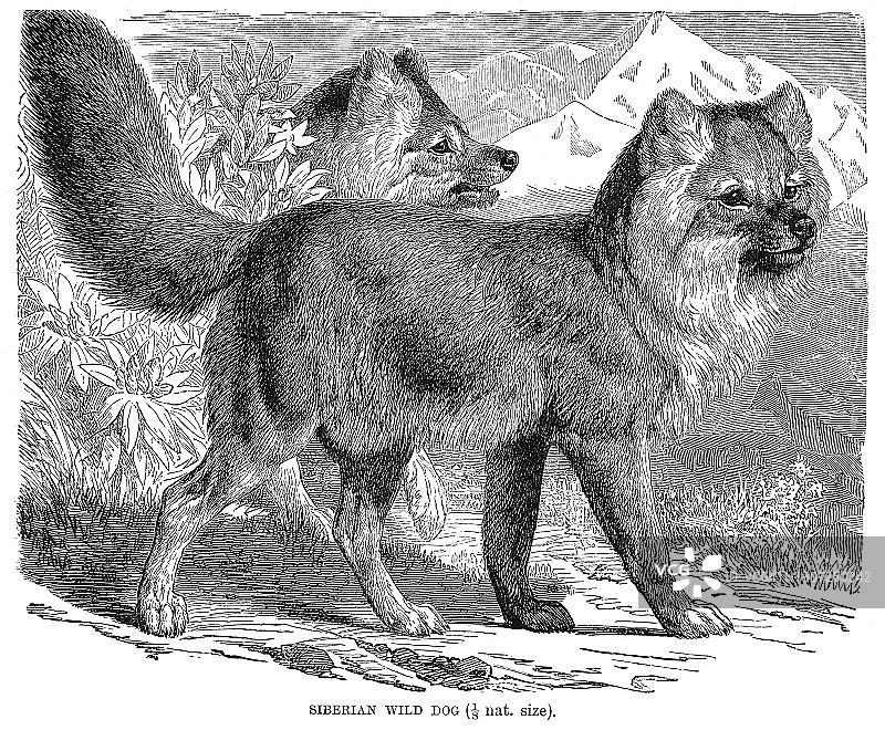 西伯利亚野狗、天山豺古老雕刻插图图片素材