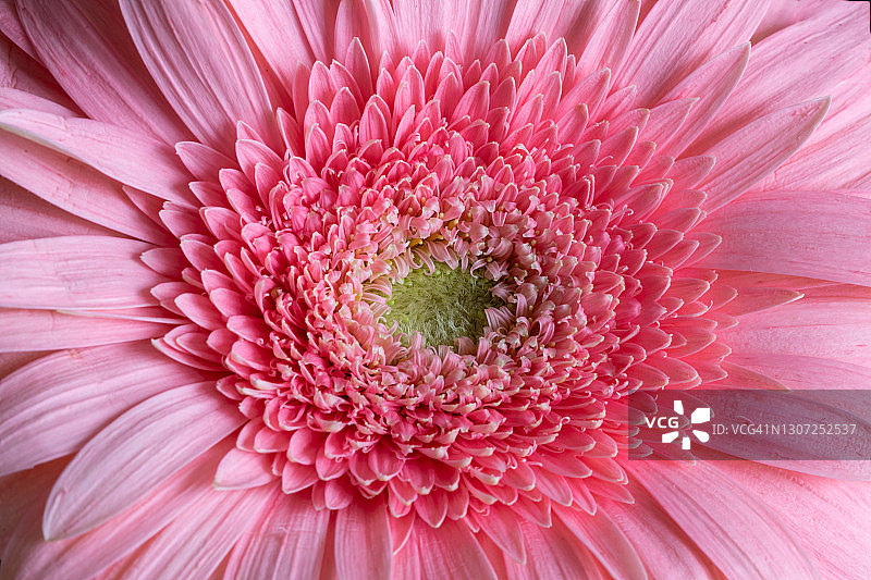 粉色非洲菊图片素材