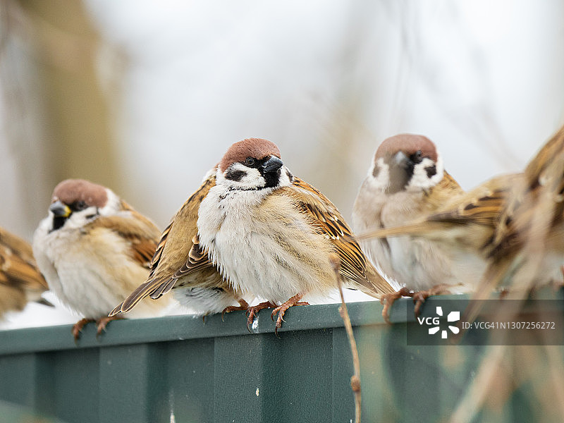 栖息在栅栏上的麻雀群图片素材