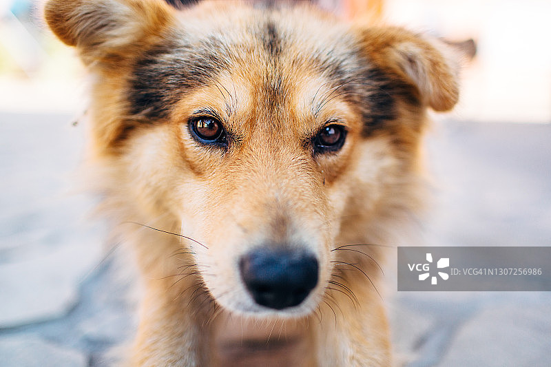 棕褐色混血流浪狗的脸图片素材