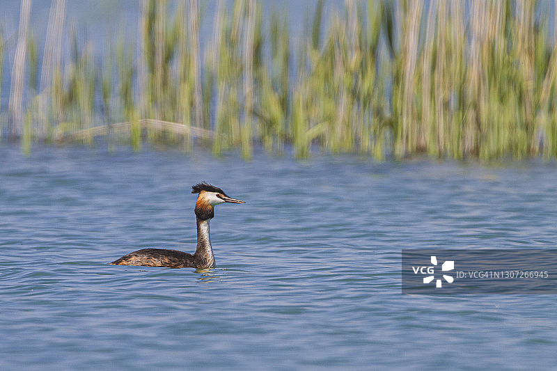 在沼泽中游泳的凤头鸊鷉图片素材
