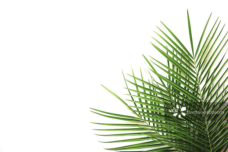白色背景上的棕榈叶图片素材
