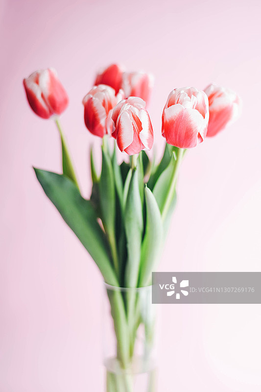 粉色背景上的粉白色郁金香图片素材