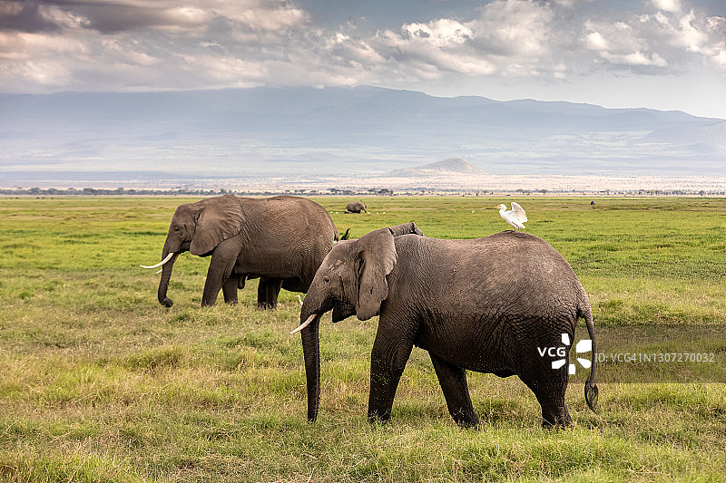 野生非洲象与牛背鹭图片素材