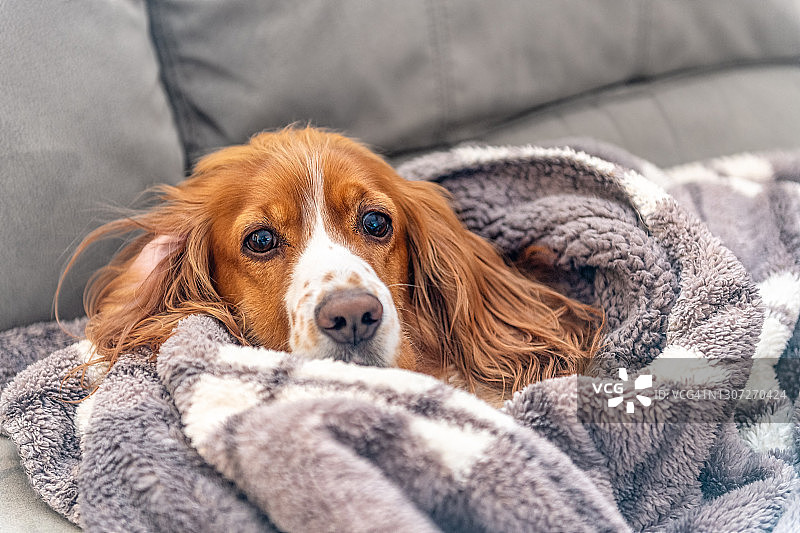 裹在毯子里的可爱宠物狗图片素材
