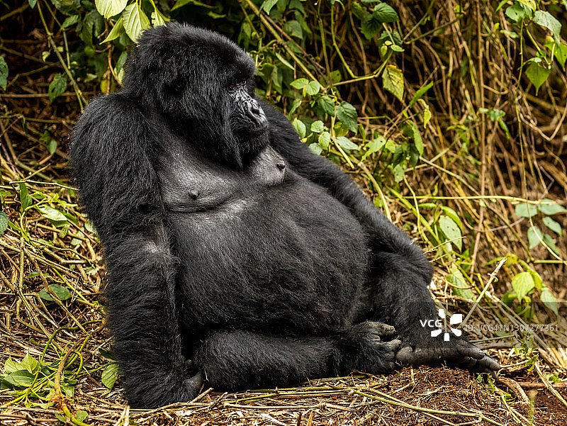 卢旺达火山国家公园的雌性山地大猩猩图片素材