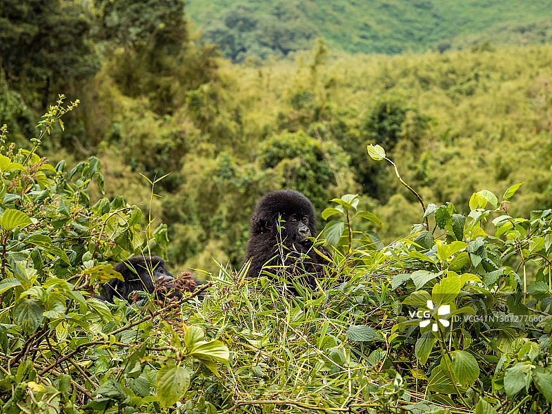 卢旺达火山国家公园里的年轻山地大猩猩场景图片素材
