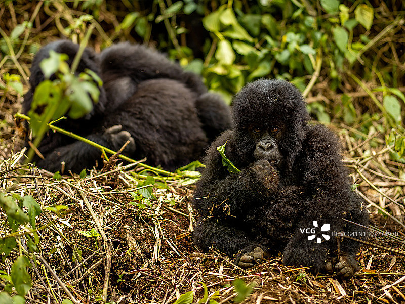卢旺达火山国家公园里，凝视镜头的山地大猩猩幼崽正面照图片素材