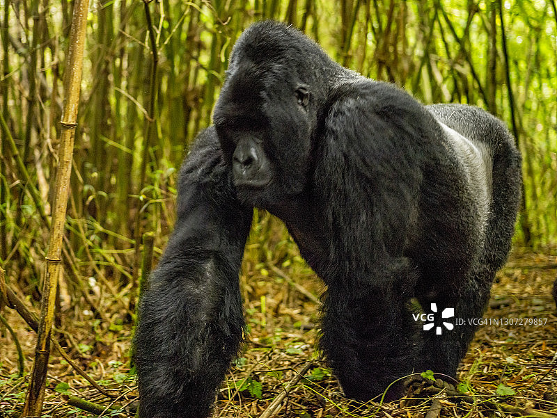 银背山地大猩猩卢旺达火山国家公园侧面特写图片素材