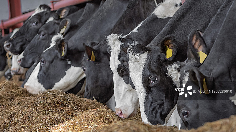 一排正在吃青贮饲料的奶牛图片素材