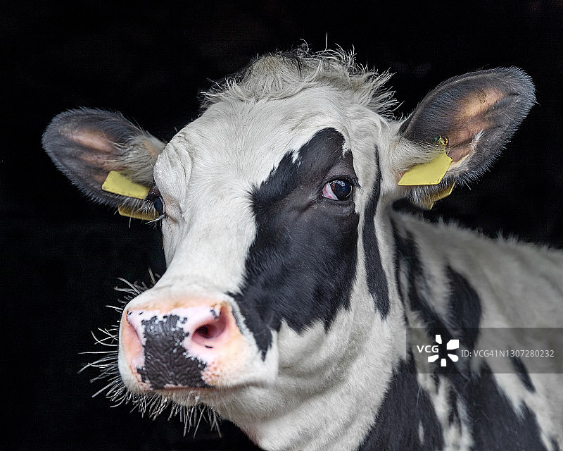 荷斯坦奶牛肖像图片素材
