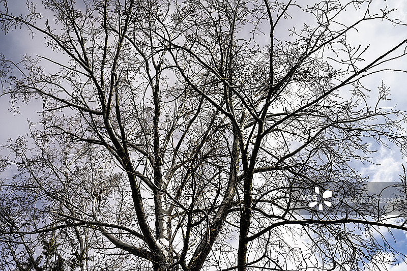 冬季桦树枝图片素材