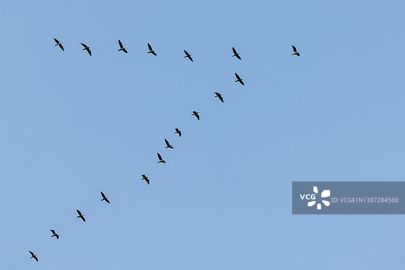 呈V字队形飞行的大鸬鹚图片素材