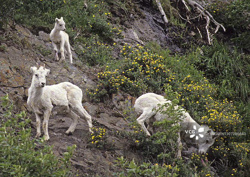 多尔绵羊（Ovis dalli），两只母羊和一只小羊在陡峭的悬崖上图片素材