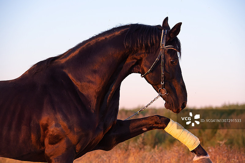 在田野里摆姿势的漂亮的黑色运动型种马的肖像。特雷克纳品种。日落图片素材