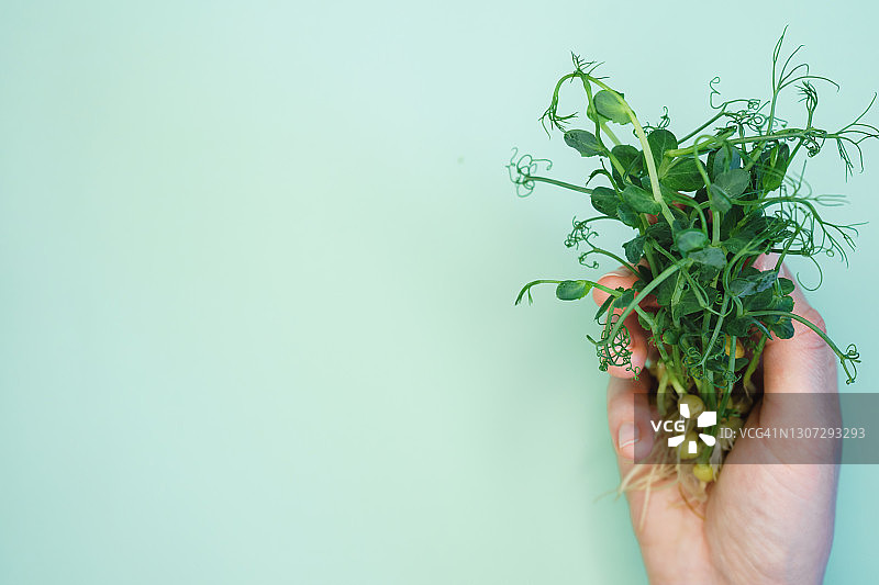 女性手持豌豆苗图片素材