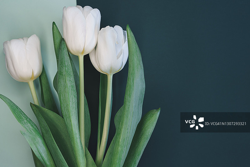 带有白色郁金香的柔和蓝色背景图片素材