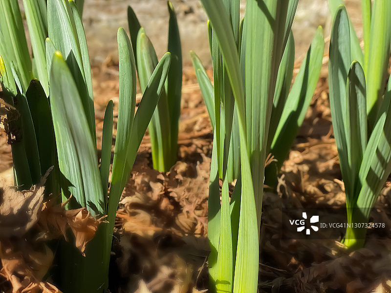 春天来了图片素材