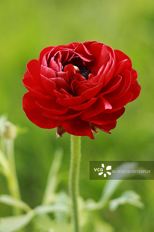 毛茛属植物图片素材