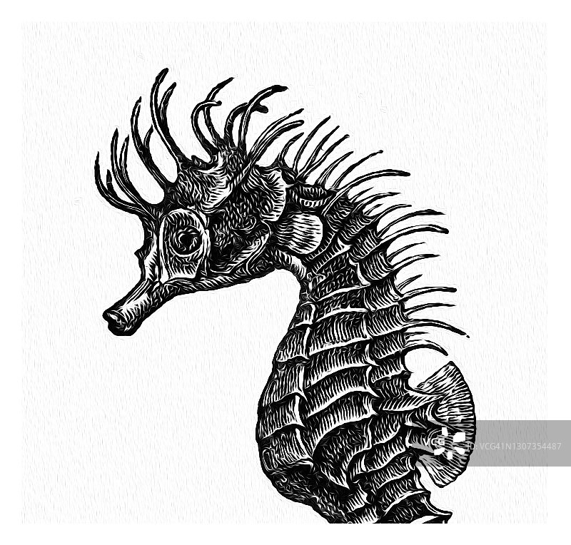 海马鱼类学雕刻插图图片素材