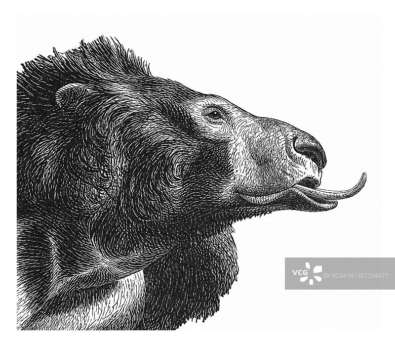 懒熊古老雕刻插图图片素材