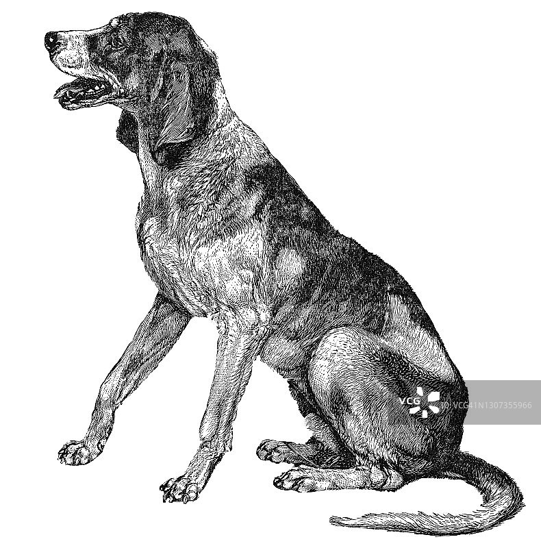 猎鹿犬的古老雕刻插图图片素材