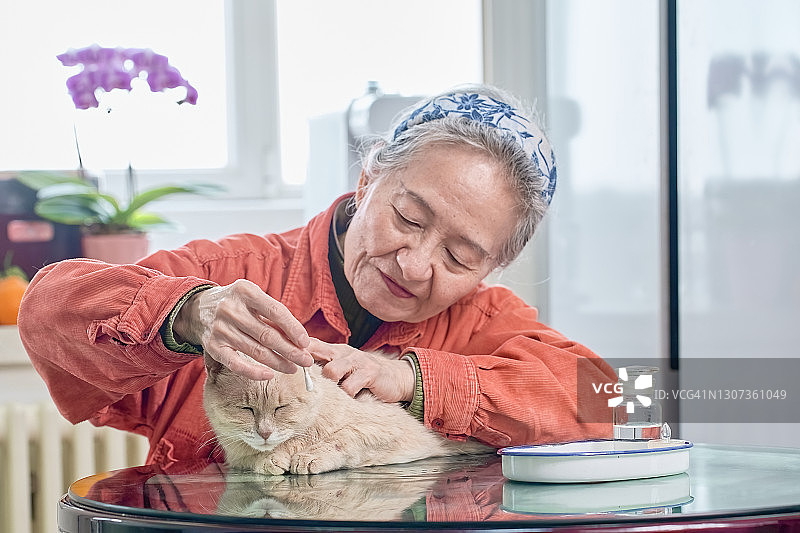 奶奶正在清理短毛猫的耳朵图片素材
