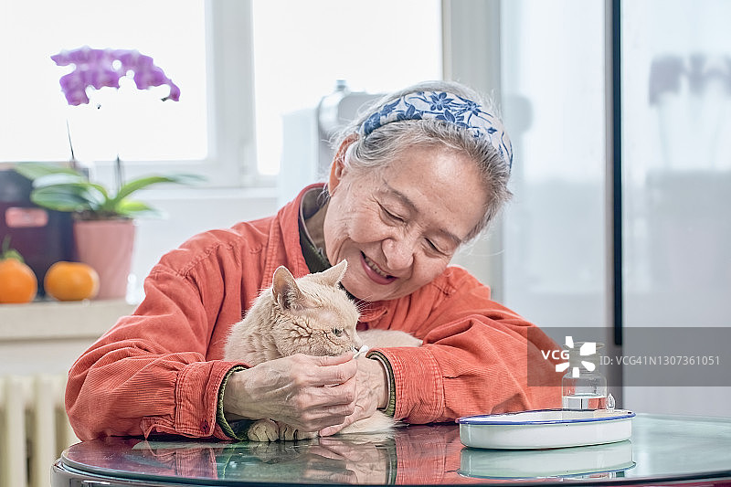 奶奶正在清理短毛猫的耳朵图片素材