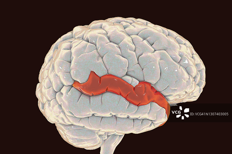 大脑颞上回高亮显示插图图片素材