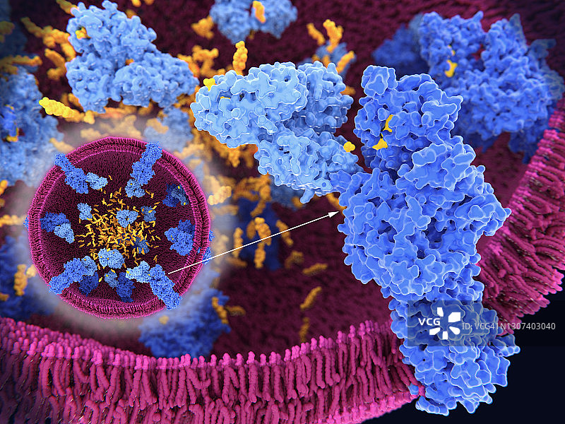 溶酶体中的胆固醇加工过程图片素材