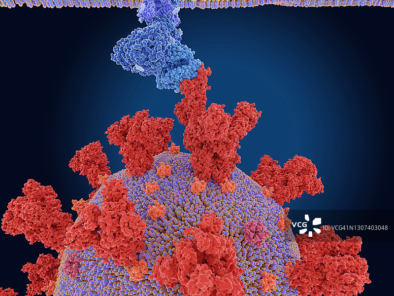 冠状病毒刺突蛋白和受体示意图图片素材